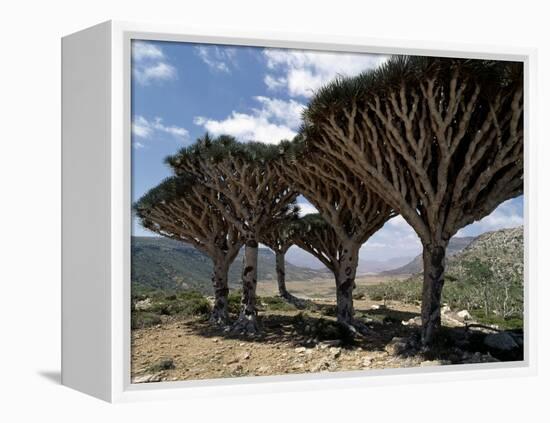 Endemic Dragon's Blood Trees Grow Among Socotran Desert Roses in the Homhil Mountains-Nigel Pavitt-Framed Premier Image Canvas