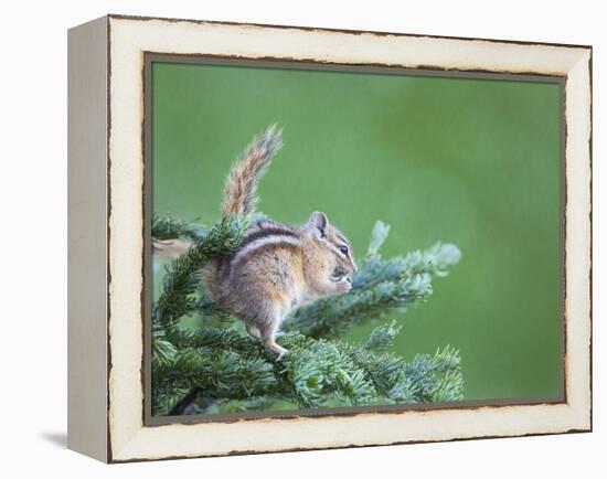 Endemic Olympic Chipmunk Feeds on New Growth of Subalpine Fur Needles-Gary Luhm-Framed Premier Image Canvas