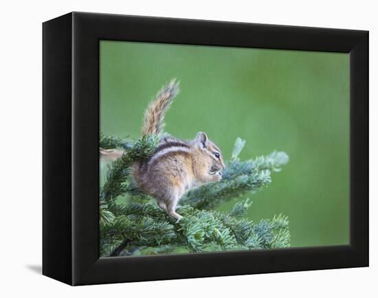 Endemic Olympic Chipmunk Feeds on New Growth of Subalpine Fur Needles-Gary Luhm-Framed Premier Image Canvas