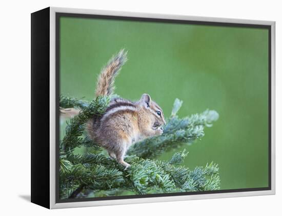 Endemic Olympic Chipmunk Feeds on New Growth of Subalpine Fur Needles-Gary Luhm-Framed Premier Image Canvas