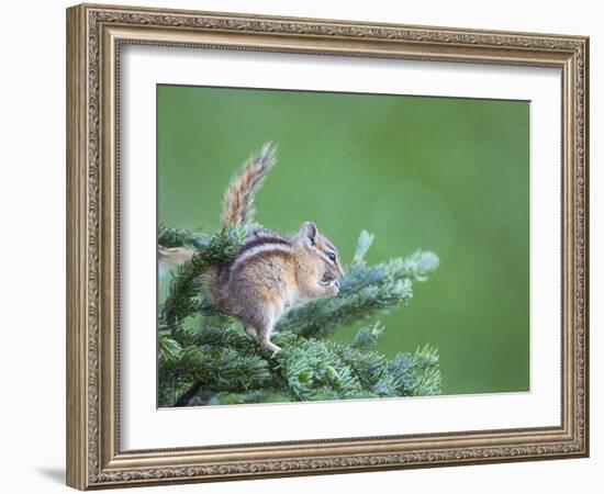 Endemic Olympic Chipmunk Feeds on New Growth of Subalpine Fur Needles-Gary Luhm-Framed Photographic Print