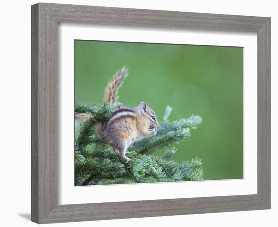 Endemic Olympic Chipmunk Feeds on New Growth of Subalpine Fur Needles-Gary Luhm-Framed Photographic Print