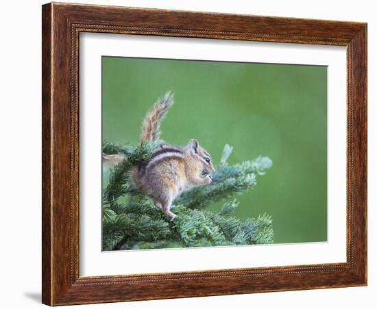 Endemic Olympic Chipmunk Feeds on New Growth of Subalpine Fur Needles-Gary Luhm-Framed Photographic Print