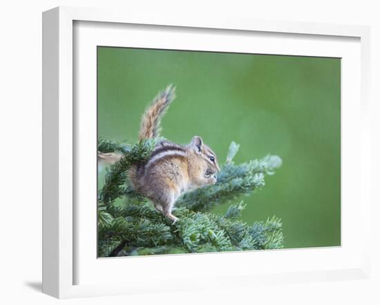 Endemic Olympic Chipmunk Feeds on New Growth of Subalpine Fur Needles-Gary Luhm-Framed Photographic Print