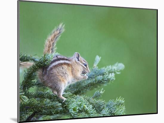 Endemic Olympic Chipmunk Feeds on New Growth of Subalpine Fur Needles-Gary Luhm-Mounted Photographic Print