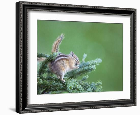 Endemic Olympic Chipmunk Feeds on New Growth of Subalpine Fur Needles-Gary Luhm-Framed Photographic Print