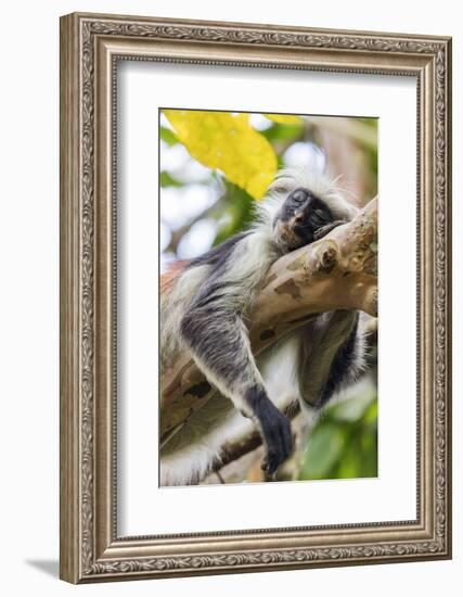 Endemic Red Colobus monkey (Piliocolobus), Jozani Forest, Jozani Chwaka Bay National Park, Zanzibar-Christian Kober-Framed Photographic Print