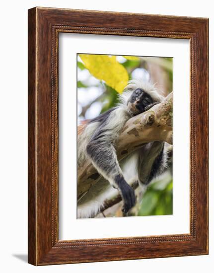 Endemic Red Colobus monkey (Piliocolobus), Jozani Forest, Jozani Chwaka Bay National Park, Zanzibar-Christian Kober-Framed Photographic Print