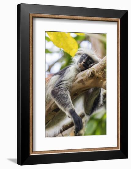 Endemic Red Colobus monkey (Piliocolobus), Jozani Forest, Jozani Chwaka Bay National Park, Zanzibar-Christian Kober-Framed Photographic Print