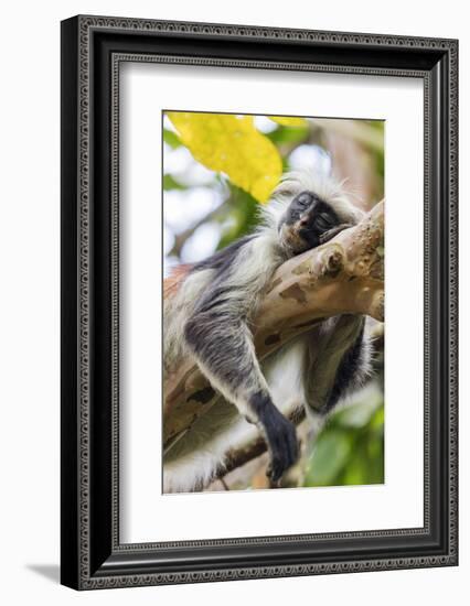 Endemic Red Colobus monkey (Piliocolobus), Jozani Forest, Jozani Chwaka Bay National Park, Zanzibar-Christian Kober-Framed Photographic Print