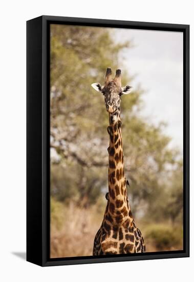 Endemic Thornicroft Giraffe-Michele Westmorland-Framed Premier Image Canvas