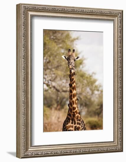 Endemic Thornicroft Giraffe-Michele Westmorland-Framed Photographic Print