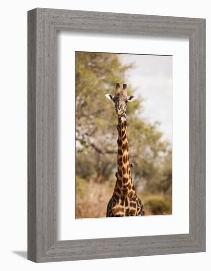 Endemic Thornicroft Giraffe-Michele Westmorland-Framed Photographic Print