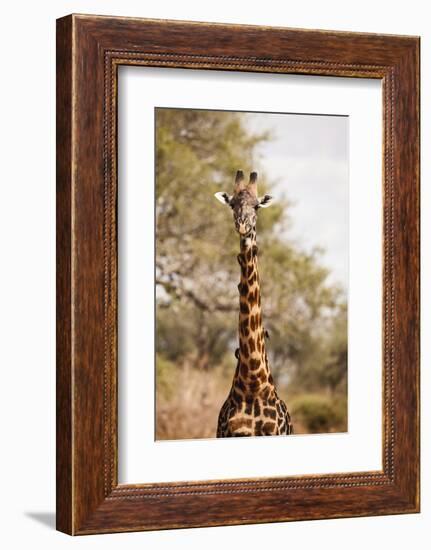 Endemic Thornicroft Giraffe-Michele Westmorland-Framed Photographic Print