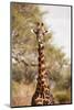 Endemic Thornicroft Giraffe-Michele Westmorland-Mounted Photographic Print