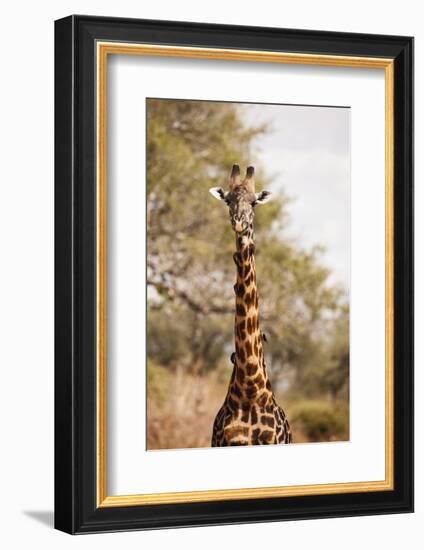 Endemic Thornicroft Giraffe-Michele Westmorland-Framed Photographic Print
