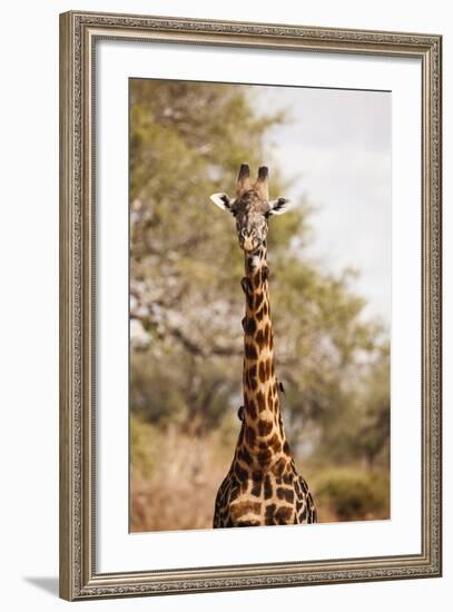 Endemic Thornicroft Giraffe-Michele Westmorland-Framed Photographic Print