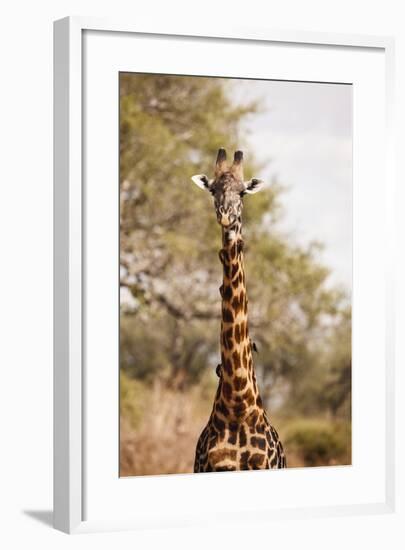 Endemic Thornicroft Giraffe-Michele Westmorland-Framed Photographic Print