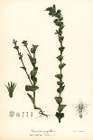 Low Rough Aster or Rough Wood Aster, Eurybia Radula (Rasp-Leaved Aster, Aster Radula)-Endicott Endicott-Giclee Print