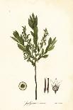 Low Rough Aster or Rough Wood Aster, Eurybia Radula (Rasp-Leaved Aster, Aster Radula)-Endicott Endicott-Giclee Print