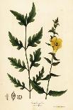 American Globe Flower or American Spreading Globeflower, Trollius Laxus-Endicott Endicott-Giclee Print