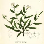 Low Rough Aster or Rough Wood Aster, Eurybia Radula (Rasp-Leaved Aster, Aster Radula)-Endicott Endicott-Giclee Print