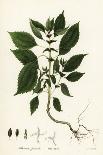 Low Rough Aster or Rough Wood Aster, Eurybia Radula (Rasp-Leaved Aster, Aster Radula)-Endicott Endicott-Giclee Print