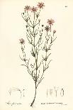 Low Rough Aster or Rough Wood Aster, Eurybia Radula (Rasp-Leaved Aster, Aster Radula)-Endicott Endicott-Giclee Print