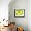 Endive with a Slice of Lime-Peter Rees-Framed Photographic Print displayed on a wall