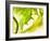 Endive with a Slice of Lime-Peter Rees-Framed Photographic Print