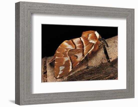 Endromis Versicolora (Kentish Glory Moth)-Paul Starosta-Framed Photographic Print