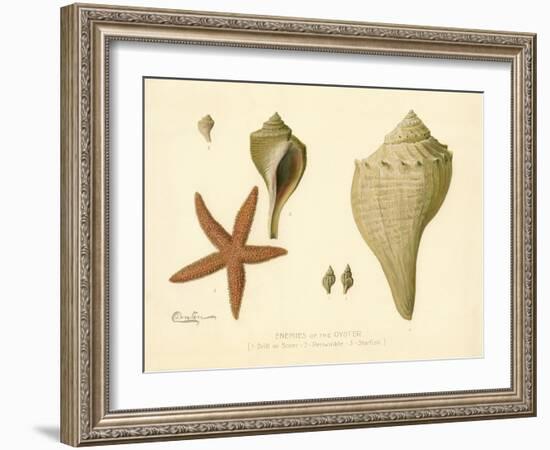 Enemies of the Oyster-null-Framed Giclee Print