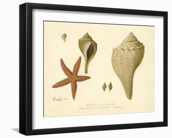 Enemies of the Oyster-null-Framed Giclee Print