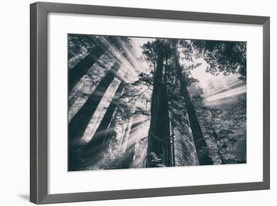 Energy, Redwoods and Morning Light, California Coast-Vincent James-Framed Photographic Print