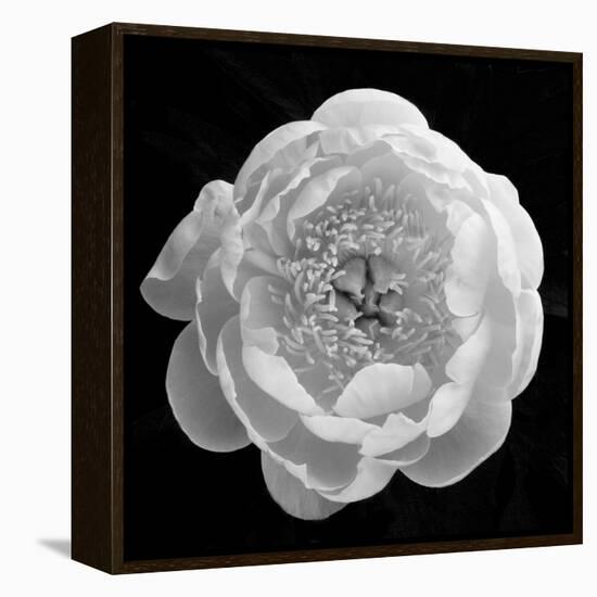 Enfolding Treasures, 2007-Hiroyuki Arakawa-Framed Premier Image Canvas