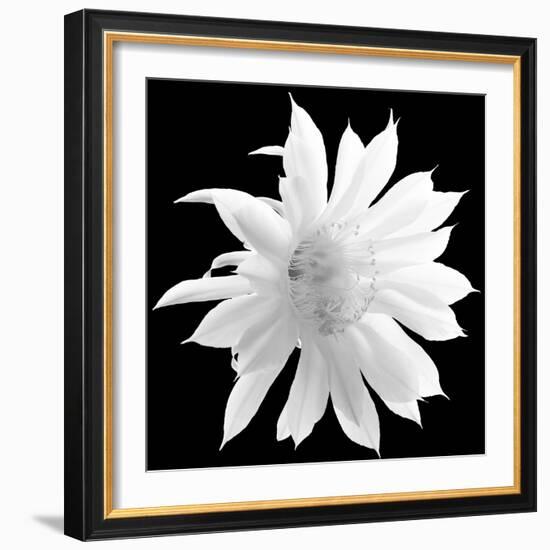 Enfolding Treasures, 2009-Hiroyuki Arakawa-Framed Photographic Print