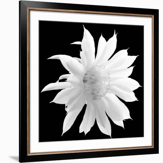 Enfolding Treasures, 2009-Hiroyuki Arakawa-Framed Photographic Print