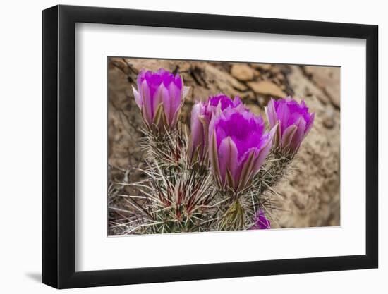 Engelmann's Hedgehog cactus in full bloom near Virgin, Utah, USA-Chuck Haney-Framed Photographic Print