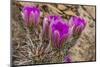 Engelmann's Hedgehog cactus in full bloom near Virgin, Utah, USA-Chuck Haney-Mounted Photographic Print