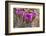 Engelmann's Hedgehog cactus in full bloom near Virgin, Utah, USA-Chuck Haney-Framed Photographic Print