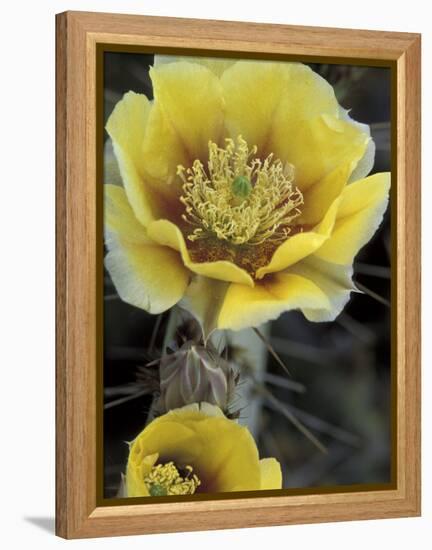 Engelmann's Prickly Pear, Saguaro National Park, Arizona, USA-Kristin Mosher-Framed Premier Image Canvas