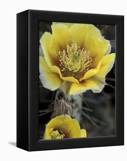 Engelmann's Prickly Pear, Saguaro National Park, Arizona, USA-Kristin Mosher-Framed Premier Image Canvas