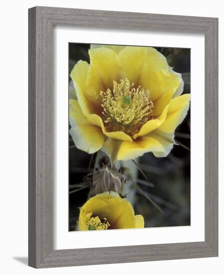 Engelmann's Prickly Pear, Saguaro National Park, Arizona, USA-Kristin Mosher-Framed Photographic Print