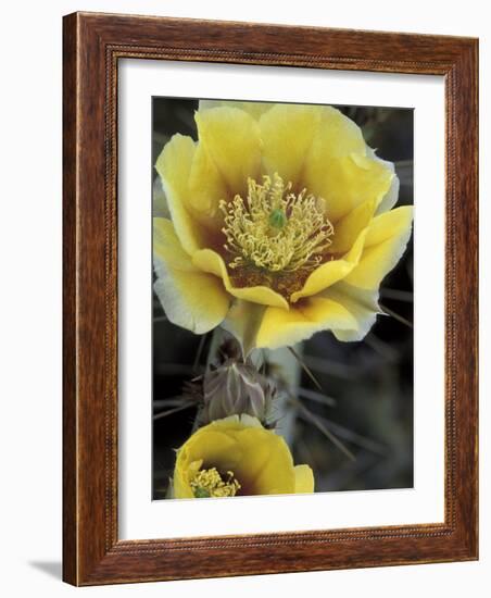 Engelmann's Prickly Pear, Saguaro National Park, Arizona, USA-Kristin Mosher-Framed Photographic Print