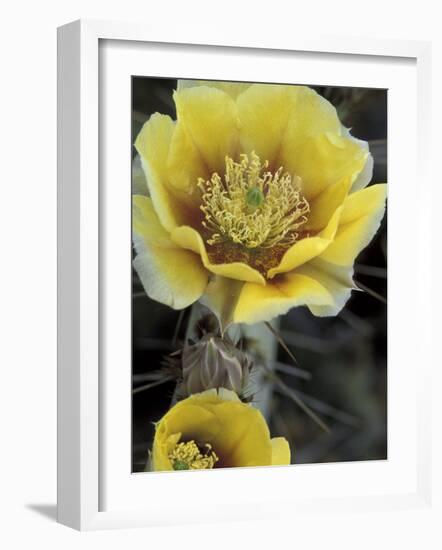 Engelmann's Prickly Pear, Saguaro National Park, Arizona, USA-Kristin Mosher-Framed Photographic Print