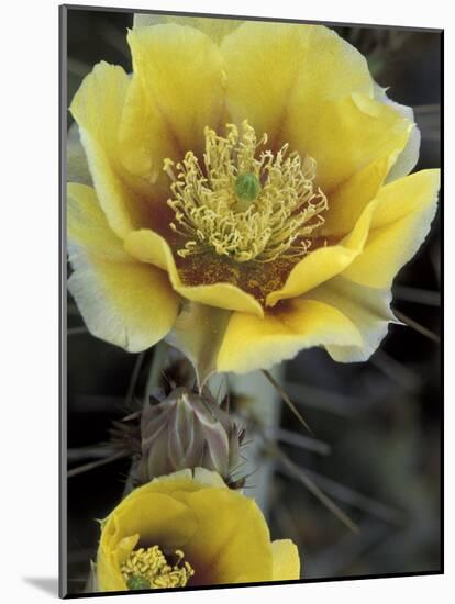 Engelmann's Prickly Pear, Saguaro National Park, Arizona, USA-Kristin Mosher-Mounted Photographic Print