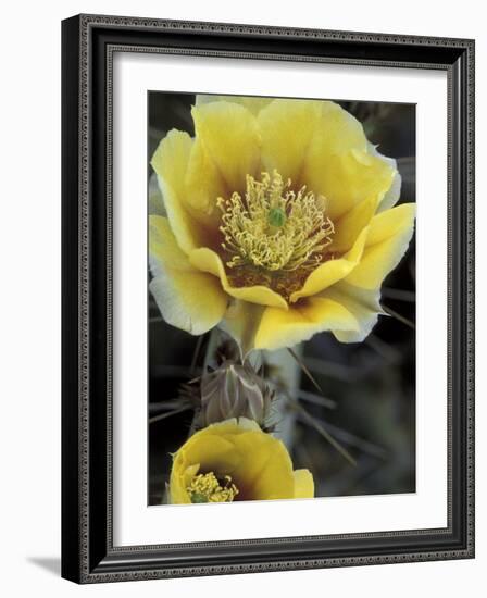 Engelmann's Prickly Pear, Saguaro National Park, Arizona, USA-Kristin Mosher-Framed Photographic Print