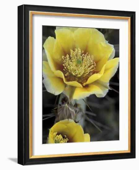 Engelmann's Prickly Pear, Saguaro National Park, Arizona, USA-Kristin Mosher-Framed Photographic Print