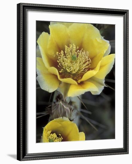 Engelmann's Prickly Pear, Saguaro National Park, Arizona, USA-Kristin Mosher-Framed Photographic Print