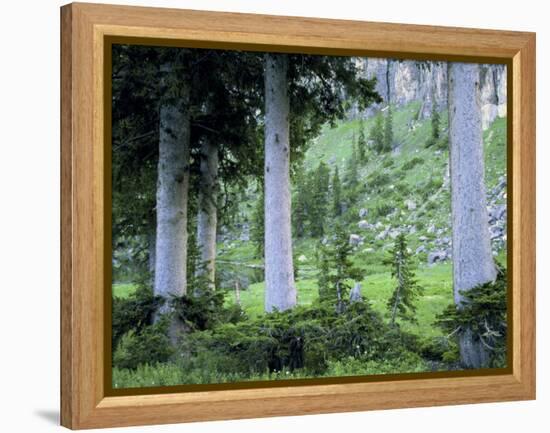 Engelmann Spruce Trees, Wasatch-Cache National Forest, Utah, USA-Scott T^ Smith-Framed Premier Image Canvas